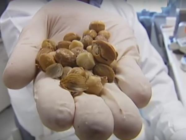 Avstralske jagode, ki čudežno ozdravijo raka v samo nekaj minutah